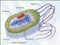 /album/biologia-celular/celula-procarionte-jpg/